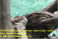 44179 26 008 Veruga Rainforest, Puerto Limon, Costa Rica, Central-Amerika 2022.jpg